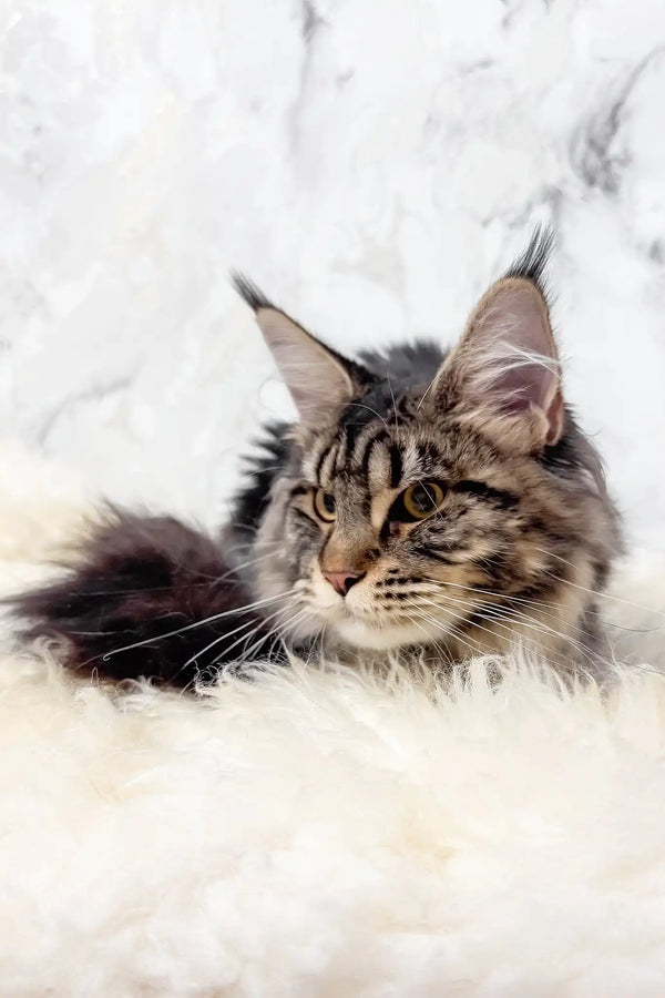 Aurika | maine coon kitten