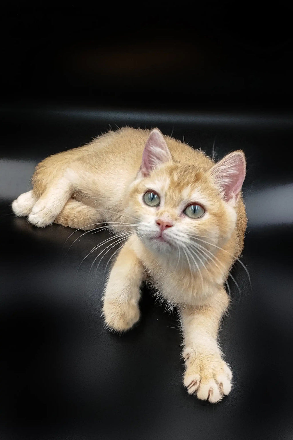 British Shorthair Kittens For Sale Aurora | Kitten