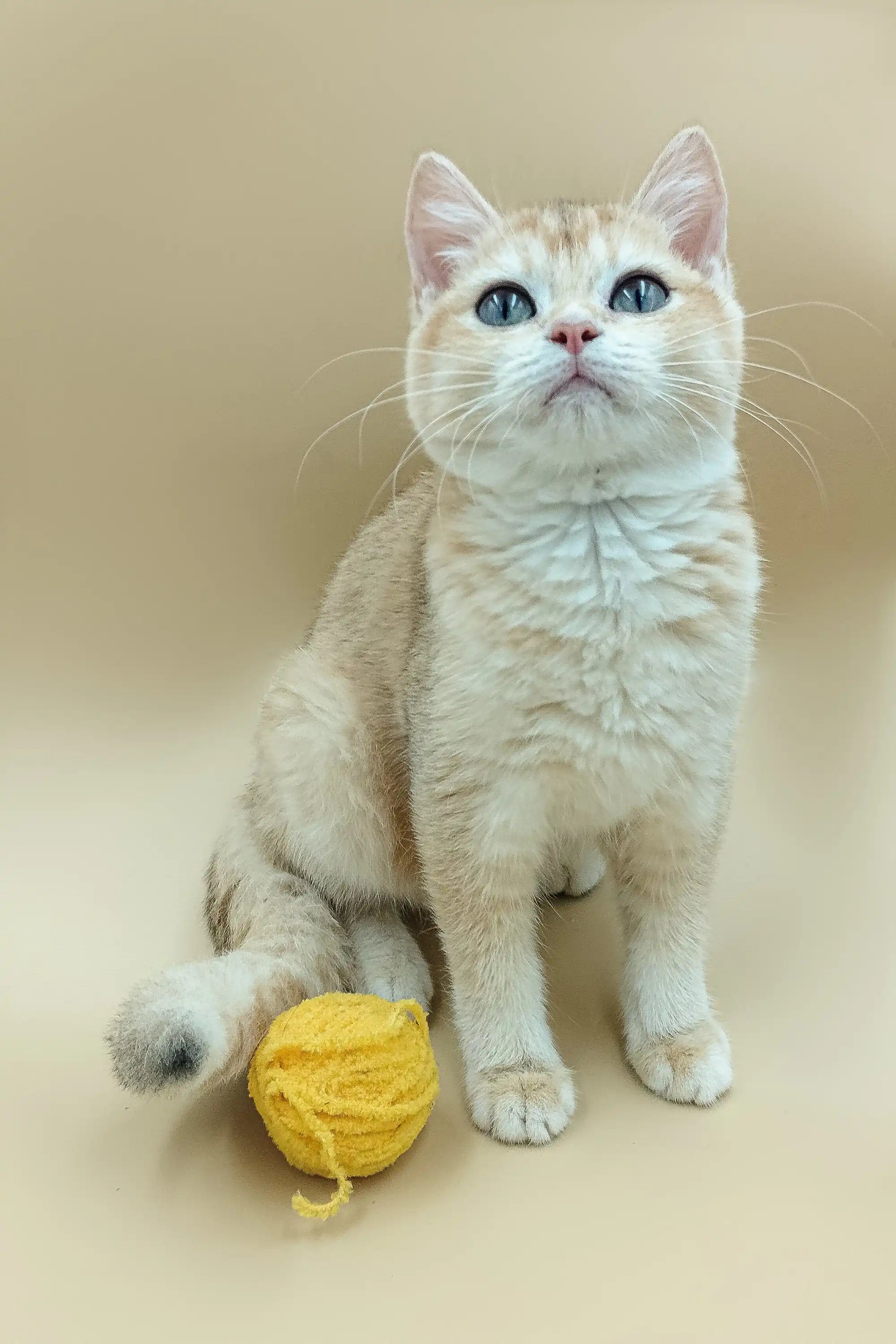 British Shorthair Kittens For Sale Aurora | Kitten