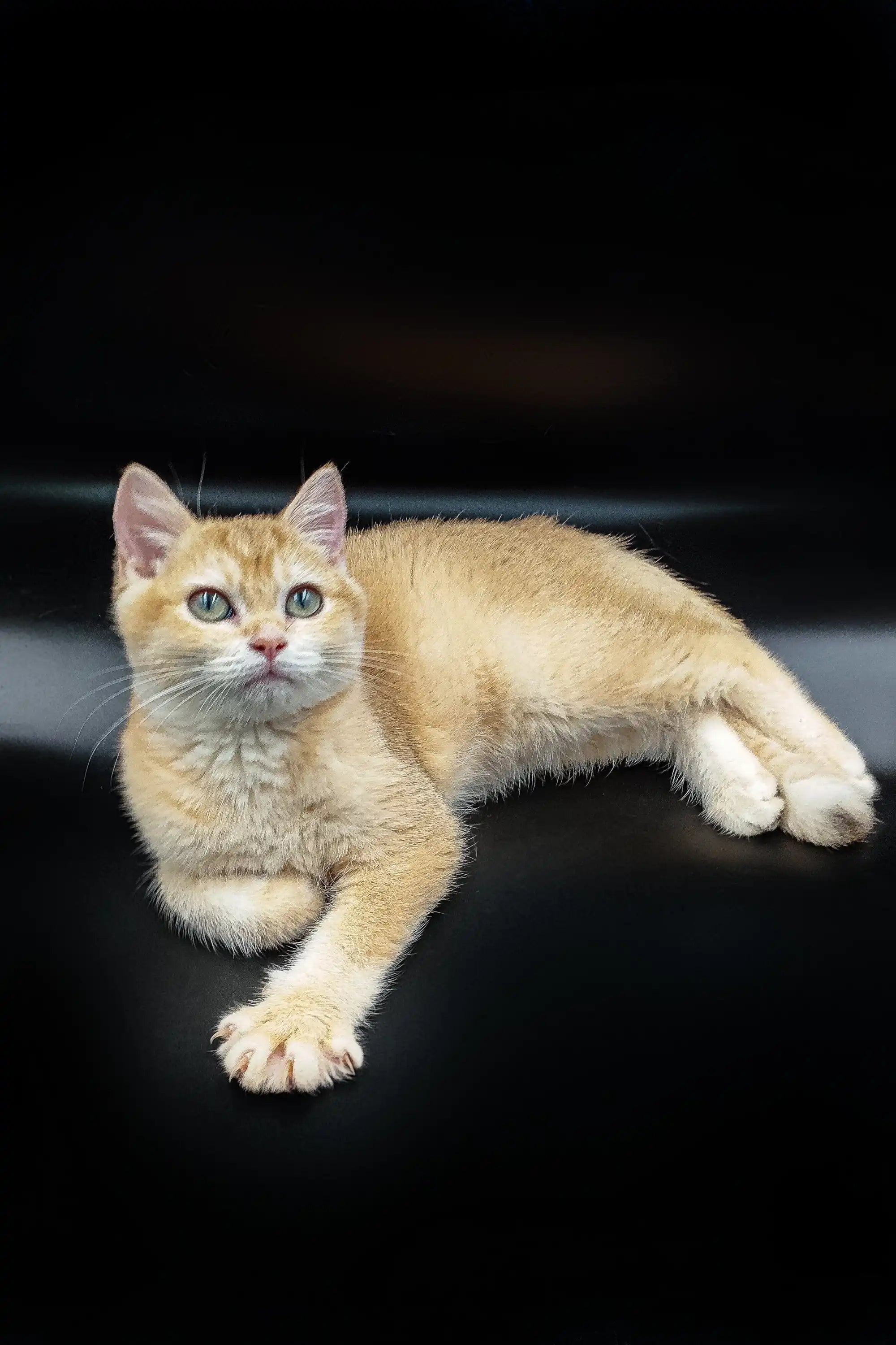 British Shorthair Kittens For Sale Aurora | Kitten
