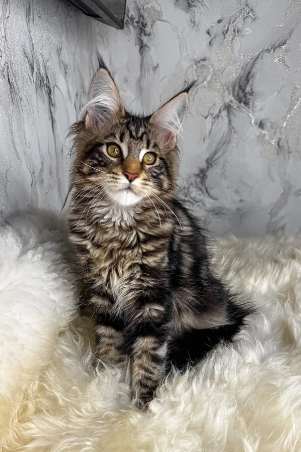 Aurora | maine coon kitten