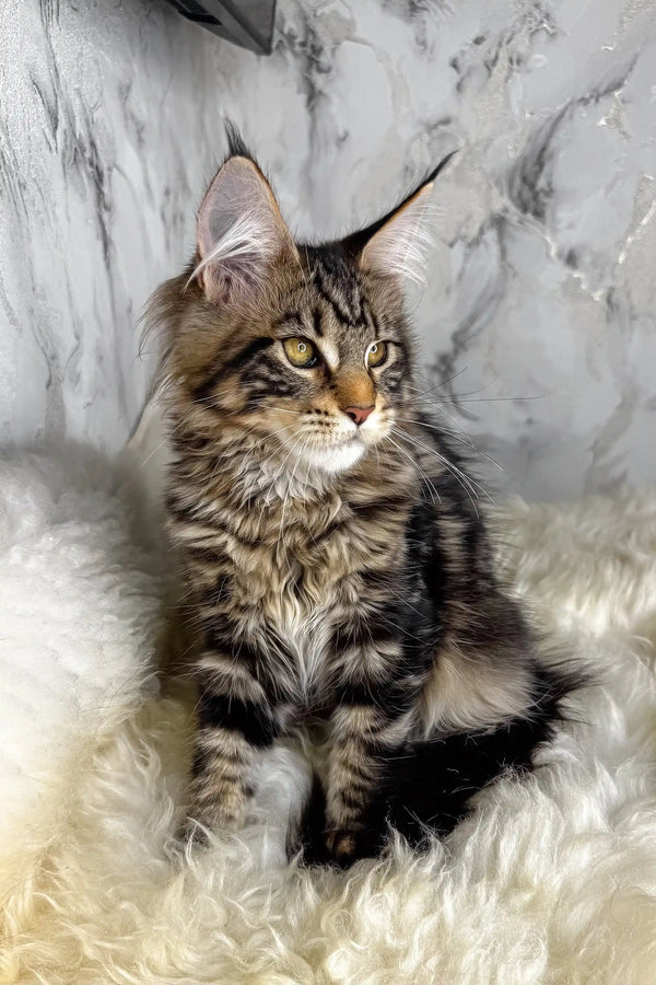 Aurora | maine coon kitten