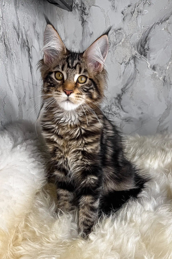 Aurora | maine coon kitten
