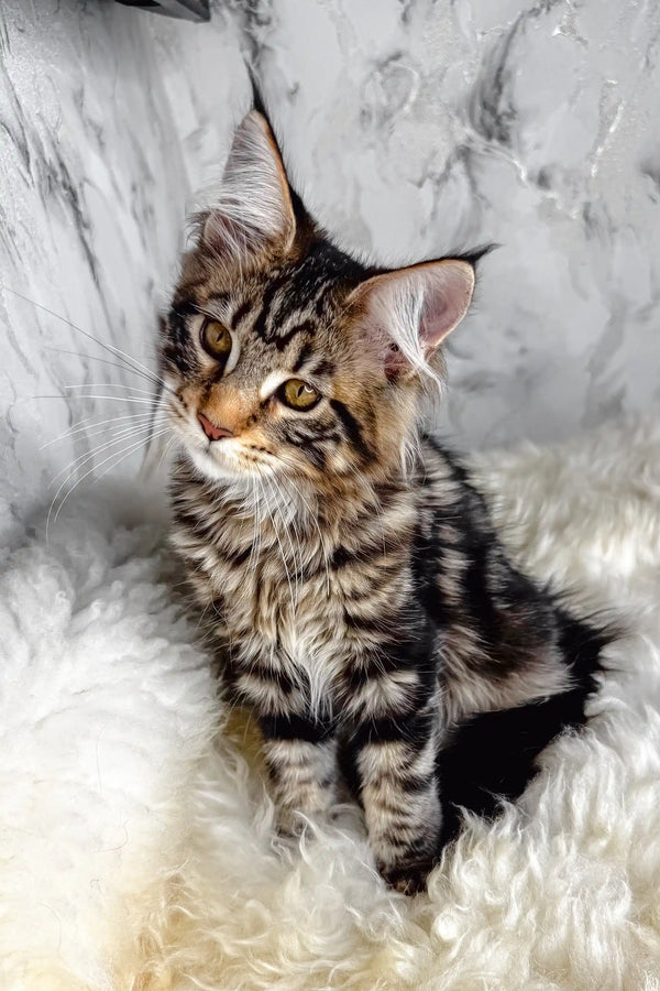 Aurora | maine coon kitten