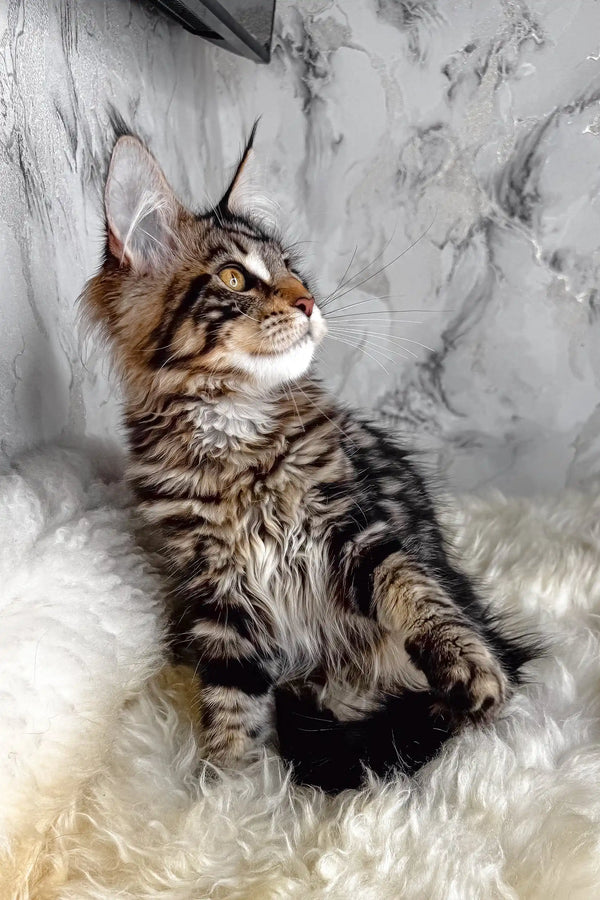 Aurora | maine coon kitten