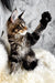 Aurora | maine coon kitten