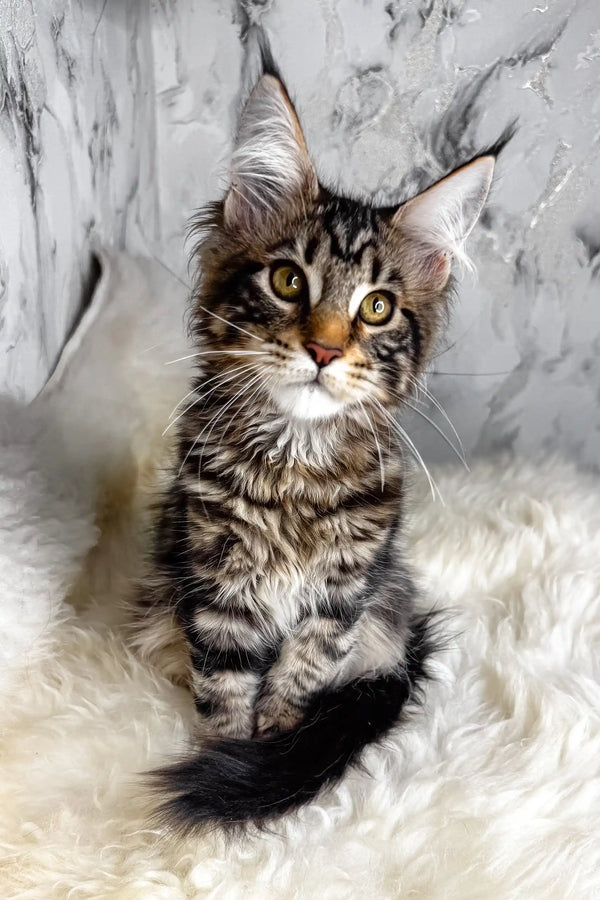 Aurora | maine coon kitten