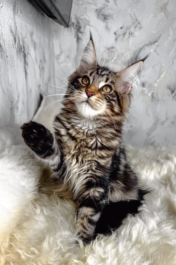 Aurora | maine coon kitten