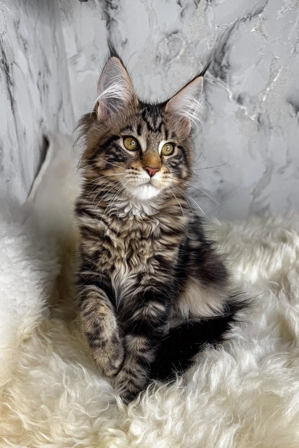 Aurora | maine coon kitten