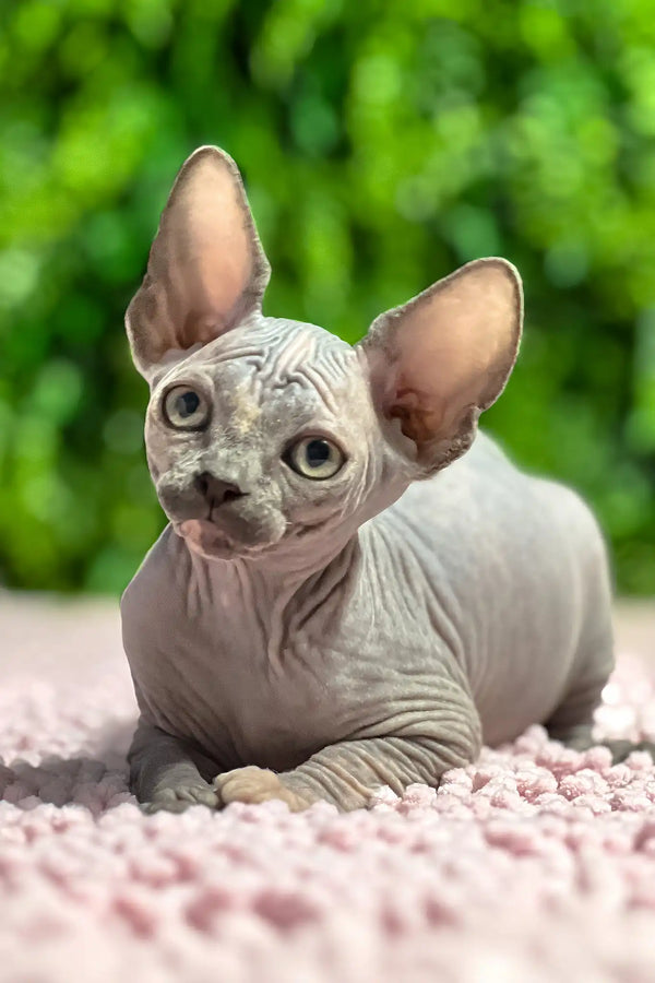 Aurora | sphynx kitten