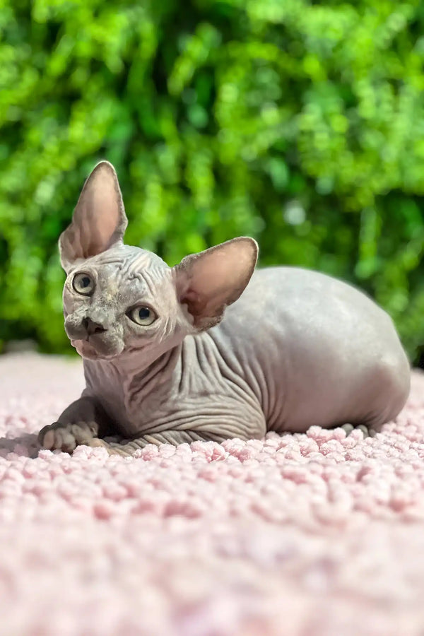 Aurora | sphynx kitten