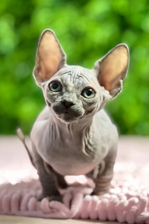 Aurora | sphynx kitten