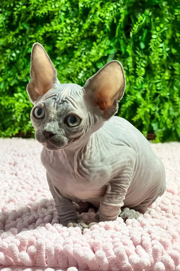 Aurora | sphynx kitten