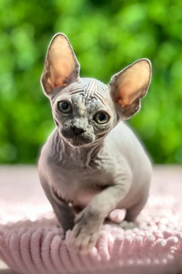 Aurora | sphynx kitten