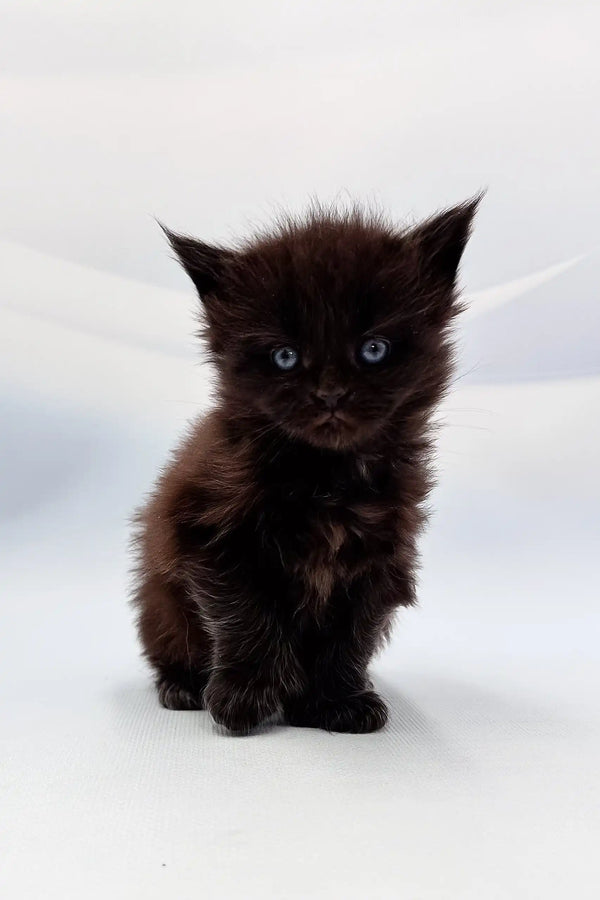 Fluffy black Ava the Polydactyl Maine Coon kitten with stunning blue eyes