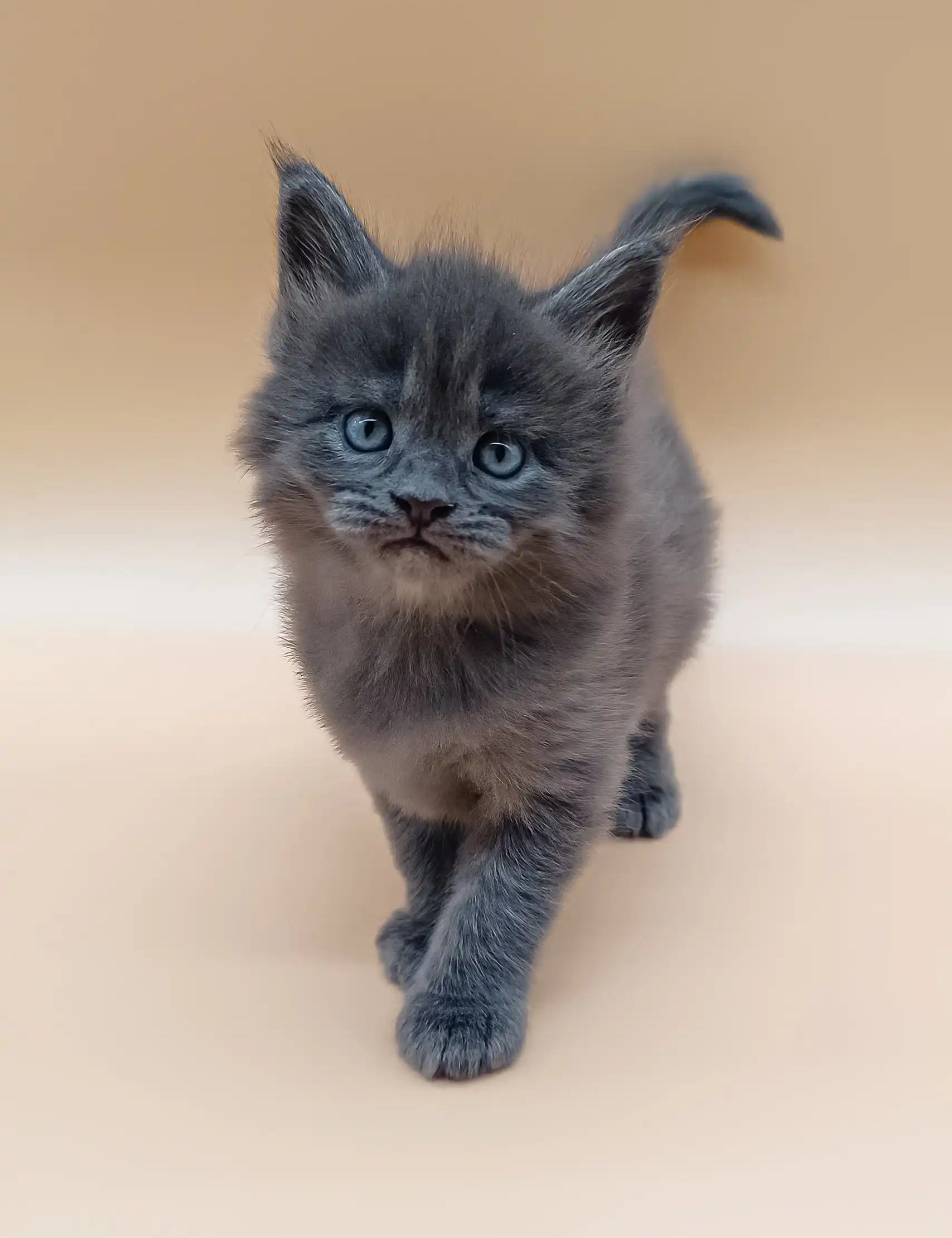 Blue-gray Maine Coon kitten named Averon with bright blue eyes strutting forward