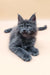 Adorable Gray Maine Coon kitten from Averon ready to steal your heart!