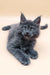 Adorable Gray Maine Coon Kitten featured in Averon Maine Coon Kitten product