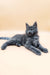 Cute Gray Maine Coon kitten in the Averon product line for cat lovers