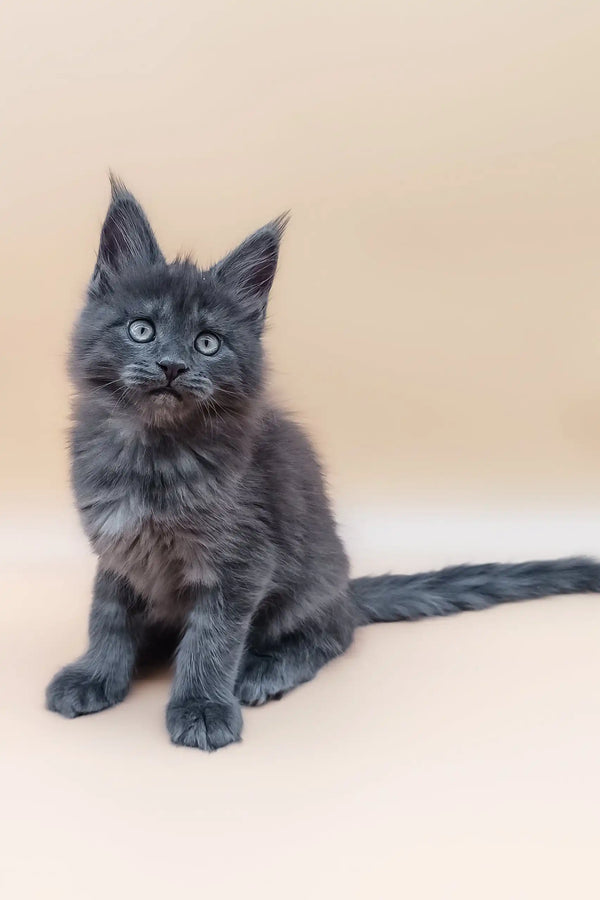 Gray Maine Coon kitten from Averon collection looking adorable and playful