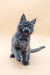 Cute gray fluffy kitten from Averon Maine Coon Kitten collection