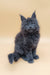 Fluffy gray Maine Coon kitten named Avi looking adorable and playful