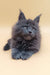 Fluffy gray Maine Coon kitten from Avi, the perfect adorable companion