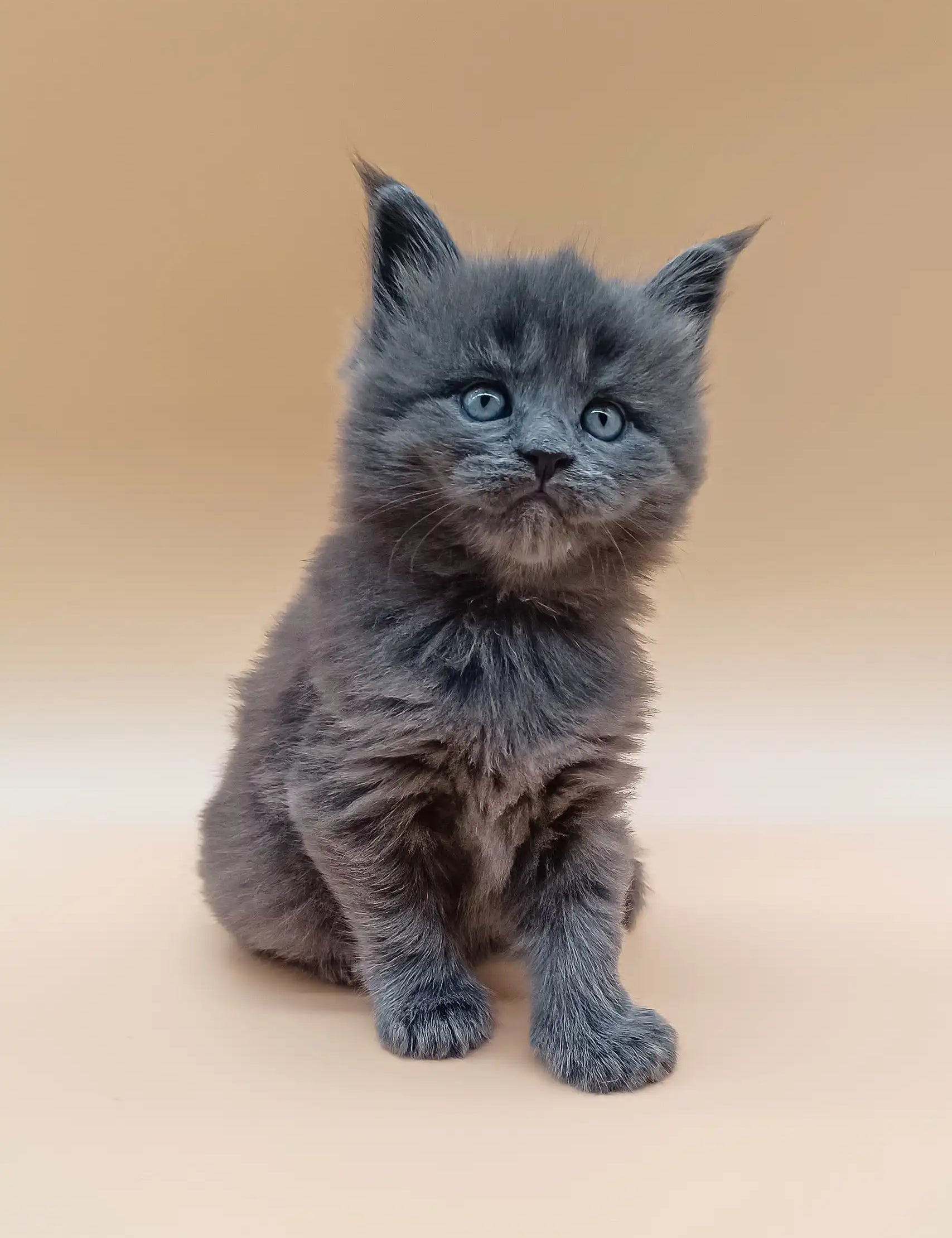 Fluffy gray Maine Coon kitten Avi with bright blue eyes sitting upright