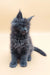 Gray Maine Coon kitten featured in the Avi product, looking adorable and playful