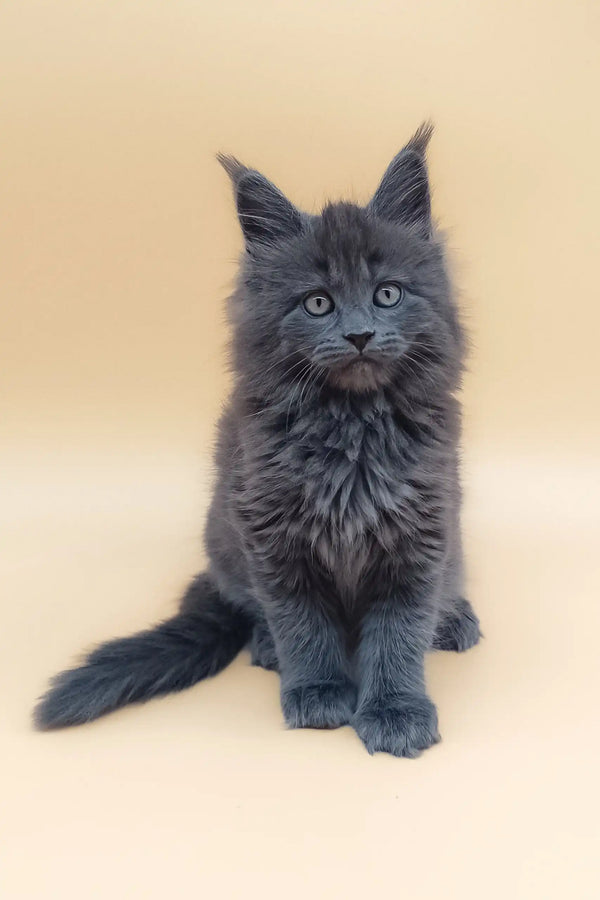 Gray Maine Coon kitten in the Avi product for cute pet lovers