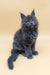 Gray Maine Coon kitten featured in the Avi Maine Coon Kitten product