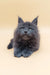 Cute Gray Maine Coon kitten named Avi ready to find a loving home