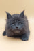 Gray fluffy Maine Coon kitten with pointed ears, perfect for cuddles and fun