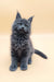 Gray fluffy kitten in the Avi Maine Coon Kitten product showcasing its cuteness