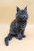 Cute gray fluffy kitten named Avi from Maine Coon breed lounging around