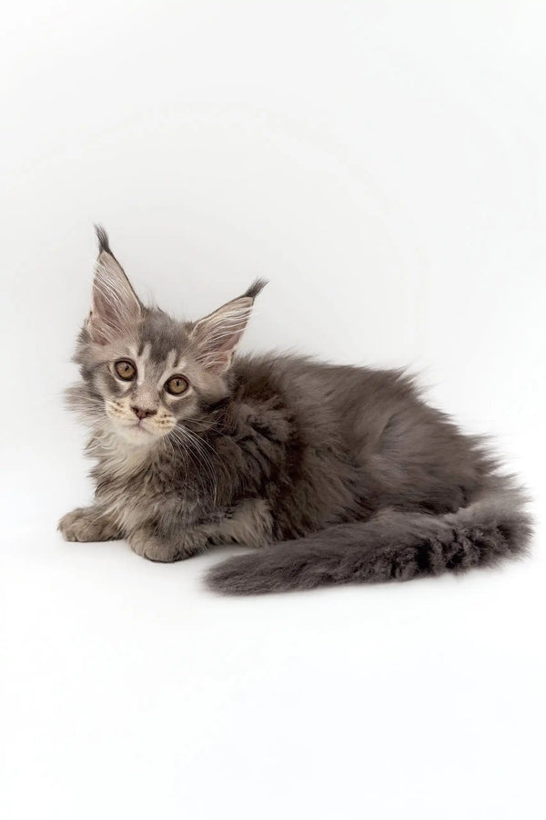 Gray Maine Coon kitten chilling out in a relaxed pose for Avocado Maine Coon Kitten