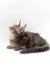 Gray fluffy Maine Coon kitten Avocado lying down with head tilted upward