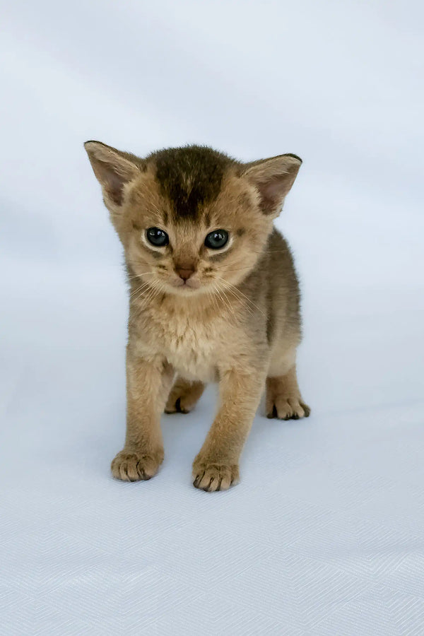 Avrora | abyssinian kitten