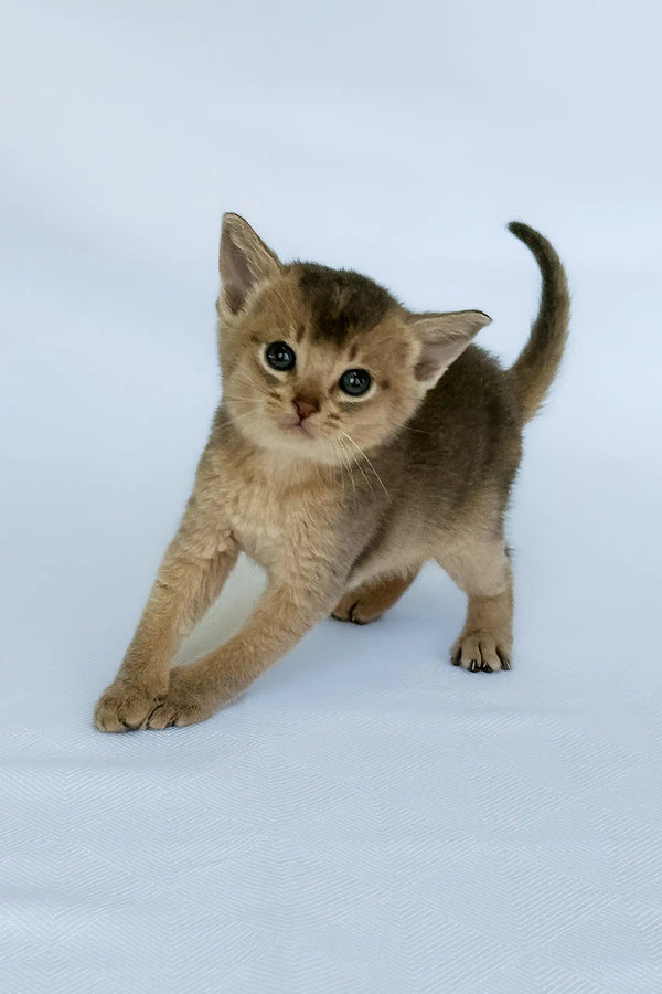 Avrora | abyssinian kitten