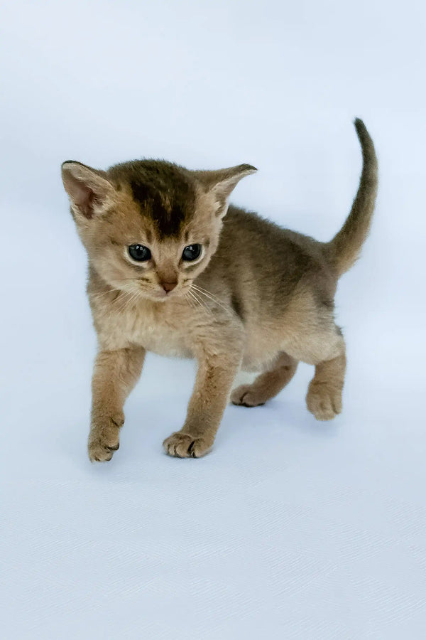 Avrora | abyssinian kitten