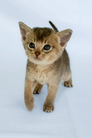 Avrora | Abyssinian Kitten