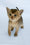 Avrora | Abyssinian Kitten