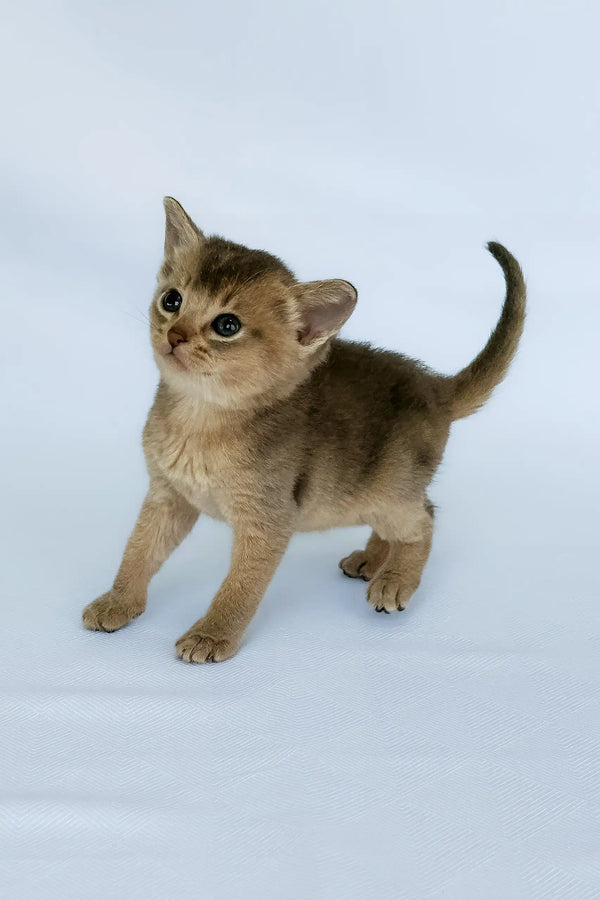 Avrora | abyssinian kitten