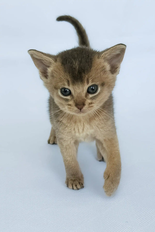 Avrora | abyssinian kitten