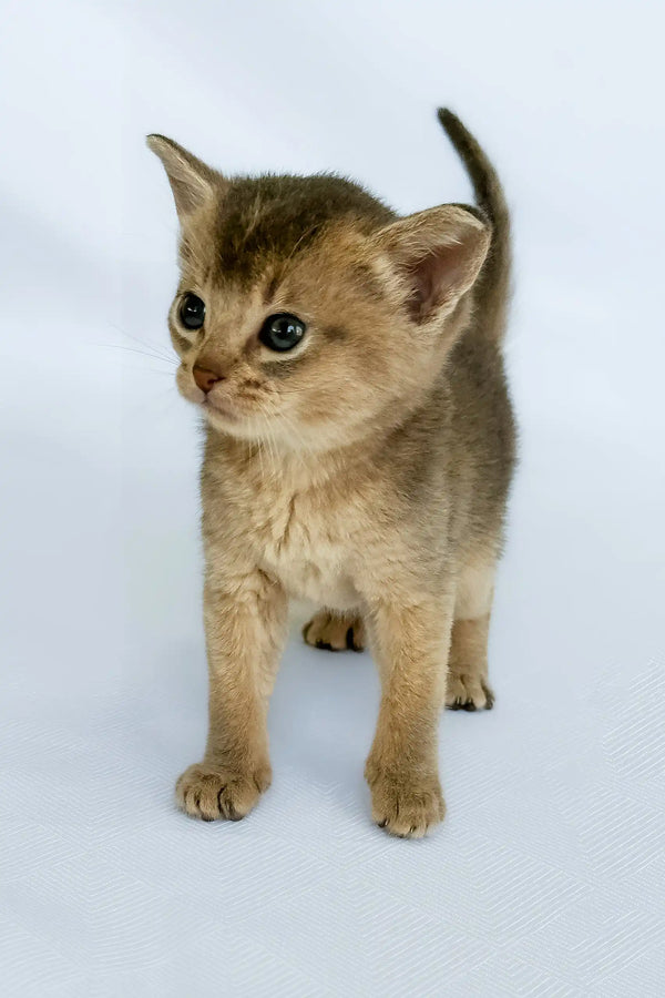 Avrora | abyssinian kitten