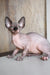 Hairless Sphynx cat Awen, a playful Canadian Sphynx kitten ready for cuddles