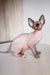 Adorable Hairless Sphynx cat from Awen Canadian Sphynx Kitten product line