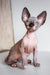 Cute Hairless Sphynx kitten from Awen, the adorable Canadian Sphynx breed