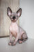 Adorable Hairless Sphynx kitten featured in Awen Canadian Sphynx Kitten product