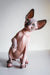 Cute Hairless Sphynx kitten from Awen, perfect for a playful companion